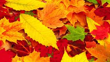 Растительность (флок, мох, присыпки и пр.), деревья, фигурки и др.